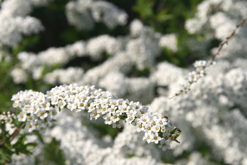 Blühender Spierenstrauch
