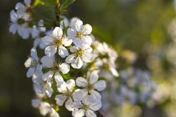 Blossoming sour cherry