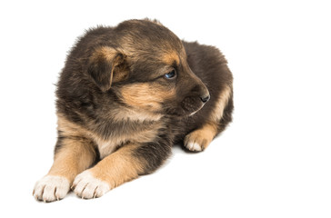 puppy isolated