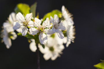 Blossoming sour cherry