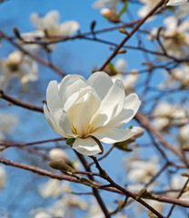 Magnolia blossom