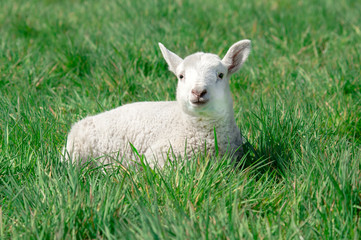 Naklejka na ściany i meble Osterzeit, niedliches, weißes Lamm genießt im Gras die Sonne