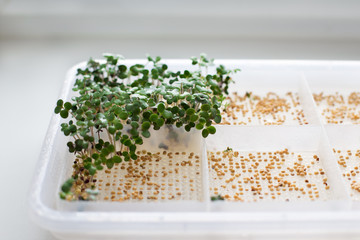Germinated sprouts and seeds with dew