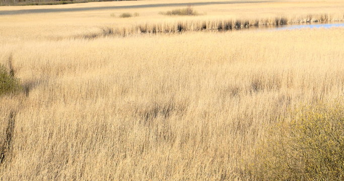 Common reed (Phragmites), early spring background, 4k