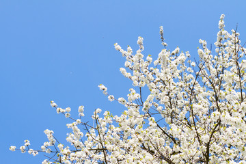 Blooming tree