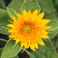 yellow flowers background