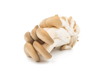 Oyster mushrooms