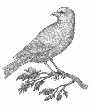 Bird - vintage engraved illustration