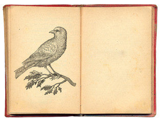 Bird - vintage engraved illustration