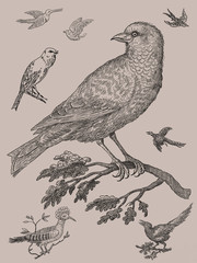 Fototapeta na wymiar Birds - vintage engraved illustration
