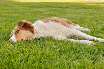 Dog lying in the grass