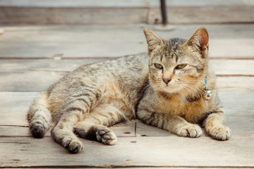 Obraz premium Portrait of brown eyed cat on old wooden