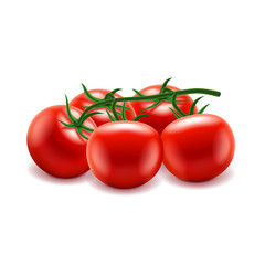 Tomatoes branch isolated on white vector
