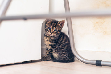 Blue Eyed Tabby Kitten Staying at the Corner
