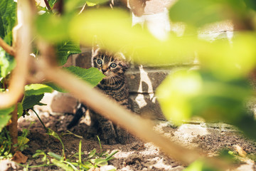 Adorable little kitten peering out between leaves