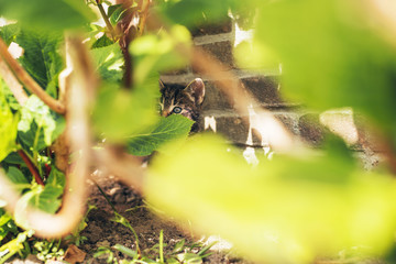 Scared little kitten hiding in among green leaves