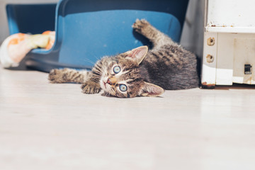 Cute grey kitten with huge blue eyes