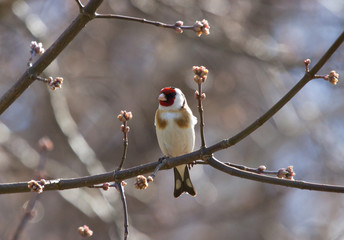 European Goldfinch on the branch