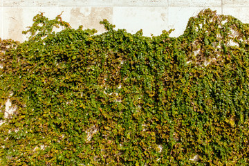 Green foliage wall