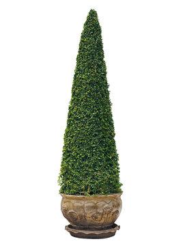 bush