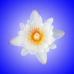 white lotus with blue background