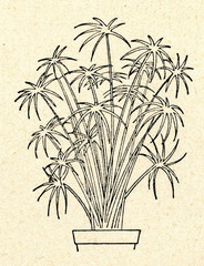 Cyperus