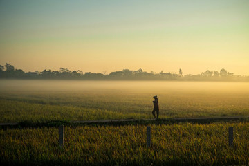 Rice field in the early morning fog, Hanoi, Vietnam