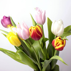 bouquet of fresh spring tulip flowers