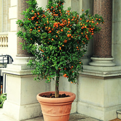 Tangerine tree in the pot, Cote d'Azur, France - 82188573
