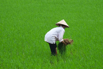 Vietnamese farmer working on rice field
