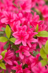 ツツジ（躑躅）