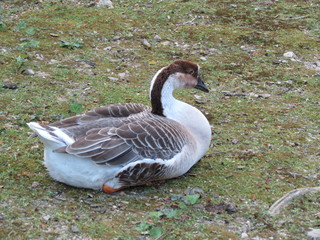 Charente-Maritime - La Rochelle - Oie dans les parcs