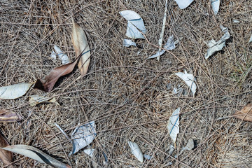 Dry leaf background