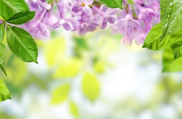 Picnic. Place for object on wooden table for picnic on spring