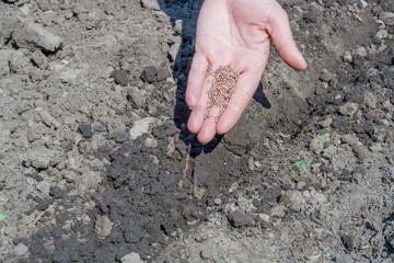 planting seeds
