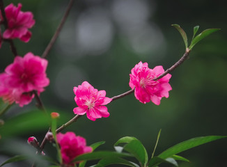 Peach flowers, spring cherry blossom