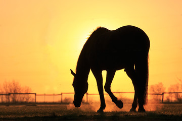 Fototapeta na wymiar Mustang morgens