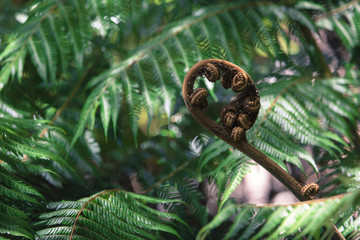 Unravelling fern frond closeup, one of New Zealand symbols.