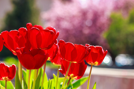 red tulip on color blurred background