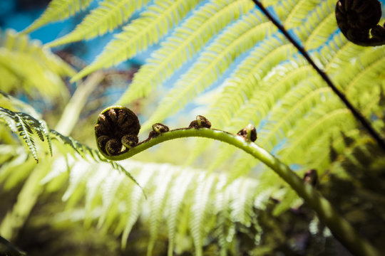 Unravelling fern frond closeup, one of New Zealand symbols.