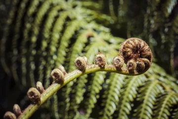 Schilderijen op glas Unravelling fern frond closeup, one of New Zealand symbols. © Curioso.Photography