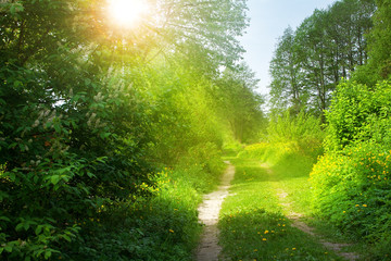 Obraz premium Road with dandelions in the fores