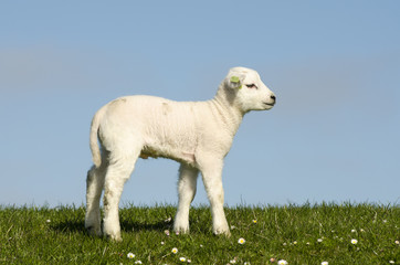 Obraz premium Little lamb on a dike along the Dutch coast