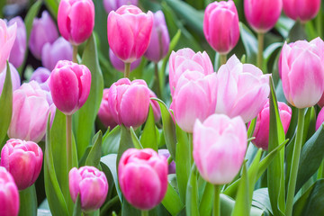 Fresh colorful tulip