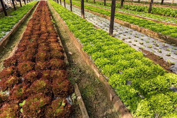 Organic salad field