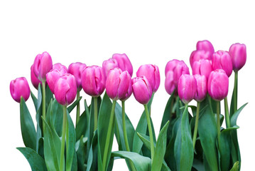 Isolated fresh colorful tulip