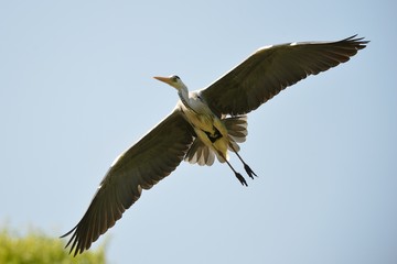 Airone in volo