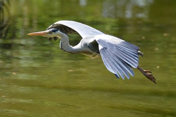 Airone in volo