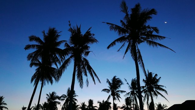 Bantayan Palm Trees 02
