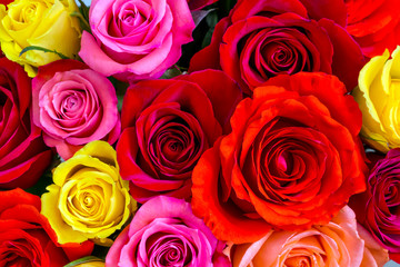 Roses background